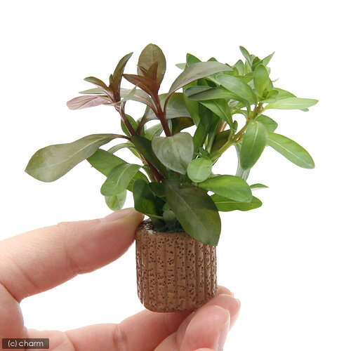 �ʿ���˥饤�եޥ������˥�ɥ��������ߥå����ʿ���աˡ�̵�����ˡ�1�ġ�