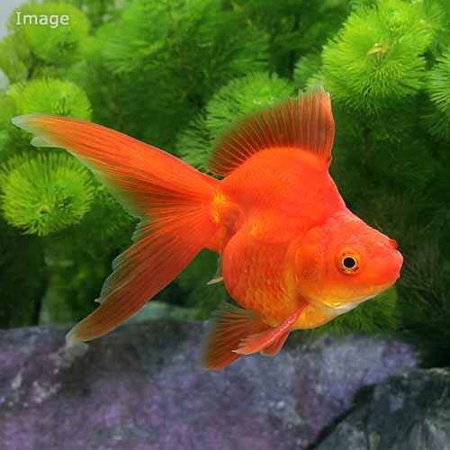 （国産金魚）飯田琉金 9〜12cm（1匹）