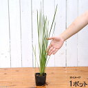 （ビオトープ）水辺植物　斑入りネビキグサ（アンペライ）（1ポット）　湿生植物