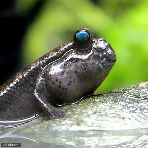 ��Ǯ�ӵ��˥٥ȥʥࡦ�ޥåɥ����åѡ���1ɤ�ˡ��̳�ƻ���彣�Ҷ������ݲ�