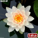 (ビオトープ)睡蓮 温帯性睡蓮(スイレン)(オレンジ) ベリット ストロウン Berit Strawn (1ポット)