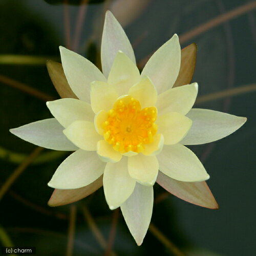 �ʥӥ��ȡ��ס˿�ϡ����������ϡ�ʥ������ˡʲ��ˡ��٥åĥ�������������BetSy��Sakata����1�ݥåȡˡʵ�̲���֡�