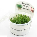 （水草）組織培養1－2－GROW！ グロッソスティグマ トロピカ製（無農薬）（1カップ）