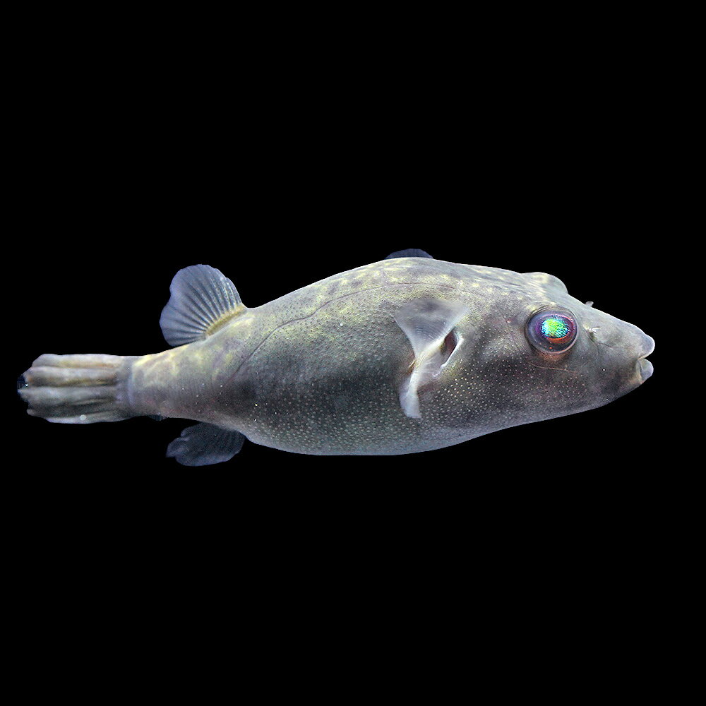 タイ、メコン川産として入荷しました。　お送りする個体は体長約8〜10cm程度です。魚の性質上、ヒレ欠けや齧り傷がございます。ご了承の上お買い求め下さい。個体サイズや模様、雌雄の指定についてはお受け致しかねますのでご了承下さい。一点物　メコンフグ販売名一点物メコンフグ　メコン川産学名（※）Tetraodon　turgidus（※）…改良品種や学名が不明の種は流通名での記載の場合があります。別名—分布タイ、カンボシア、ラオス、ベトナム飼育要件最大体長　　　→　15cm温度　　　　　　→　20〜25度水質　　　　　　→　弱酸性〜中性餌　　　　　　　 →　生餌、人工飼料※飼育環境は一例です。必ずしもこの環境下であれば飼育できることを確約するものではございません。種類詳細タイ、カンボシア、ラオス、ベトナムのメコン川に生息するのフグの仲間です。中型の淡水フグとして知られ、この名前で複数の種が流通し、近年になっていくつかの種に分けられています。黄色い体色に細かいスポットが入り、大きな眼状斑が一つだけ目立ちます。飼育は純淡水で問題ありません。餌は生餌を好み若魚ではエビや赤虫、成魚では小赤など、歯の伸びすぎを防ぐ為にも定期的にタニシやシジミなどの貝を食べさせると良いでしょう。人工飼料はクリルに餌付かせることも可能です。性格はフグの中でも特に荒く単独飼育が適しています。飼育のポイント導入直後は白点病になりやすいので温度差に注意が必要です。クリルなどの人工飼料に餌付かせることも可能ですが、アカムシなどの生餌を好みます。フグの仲間は非常に強い歯を持ちます。中、大型種ではヒーターのコードやエアーチューブをかじられないように設置場所を工夫したりガードを用意してあげましょう。また、前歯の伸びすぎを防ぐ為に貝などの硬いものをエサとして与えてください。伸びすぎてしまった場合はニッパーで短くする必要があります。混泳の注意点同種間、他魚に対しても非常に気の荒い部分を見せるので、単独飼育が適しています。繁殖—その他—→　当店ではこちらのエサを与えています。●イトメ●冷凍アカムシ●ff　series　「ff　num21」　フグ用フード　ひとくちクリル→　ハゼ・フグの混泳相性をこちらからご覧になれます。※…混泳相性早見表は混泳が可能であることを確約するものではございません。飼育魚の性質、飼育環境によっては混泳が不可能な場合もございます。点滴法で生体にやさしい　水抜き・水合わせキットPSBQ10　ピーエスビーキュート　淡水用　500mL　メダカ　金魚　熱帯魚　光合成細菌　バクテリア定着型バクテリア　ばくとQ10　淡水・海水用　500mL　バクテリア　熱帯魚　海水魚魚・エビに優しいカルキ抜き　Q10スタート　淡水用　500mL　植物由来　白濁除去フグ用フード　ひとくちクリル　「ff　num21」　40mL（5g）　aquarium　fish　food　series　ふぐ　餌　エサ　えさ穴あきドームシェルター　チャコール　アピストグラマ　産卵用　陶器製 … PF_SPQ　熱帯魚・エビ他　その他の熱帯魚　フグ・パファーの仲間　メコンフグ　1匹　fish_database　フグの仲間　淡水フグ　Tetraodon　turgidus　20100429　MS　rakunetu201104　otherfish0504　kawaii_fgfg　ktgr_150825　kaijyo　KIDA　y26m08　20260807■この商品をお買い上げのお客様は、下記商品もお買い上げです。※この商品には付属しません。■点滴法で生体にやさしい　水抜き・水合わせキットPSBQ10　ピーエスビーキュート　淡水用　500mL　メダカ　金魚　熱帯魚　光合成細菌　バクテリア定着型バクテリア　ばくとQ10　淡水・海水用　500mL　バクテリア　熱帯魚　海水魚魚・エビに優しいカルキ抜き　Q10スタート　淡水用　500mL　植物由来　白濁除去フグ用フード　ひとくちクリル　「ff　num21」　40mL（5g）　aquarium　fish　food　series　ふぐ　餌　エサ　えさ穴あきドームシェルター　チャコール　アピストグラマ　産卵用　陶器製