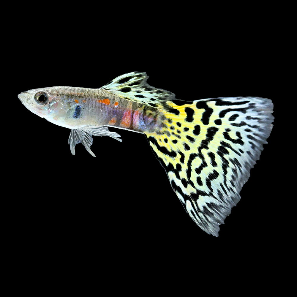 グッピー❗️ 楽天市場】グッピー 黄色（観賞魚｜熱帯魚・アクアリウム）：ペット