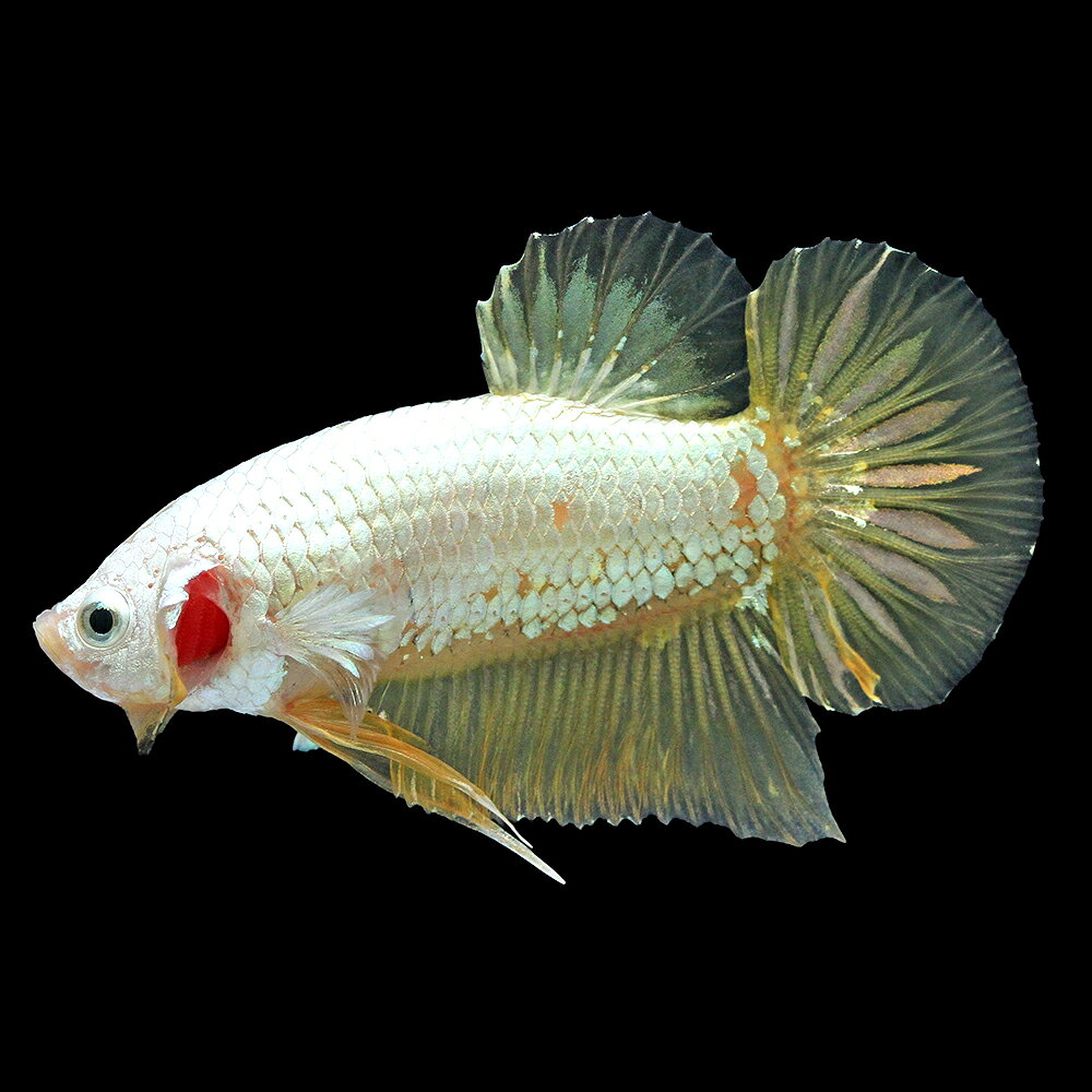 （熱帯魚）一点物　ベタ　ハーフムーンプラカット　イエローゴールド　オス（1匹）
