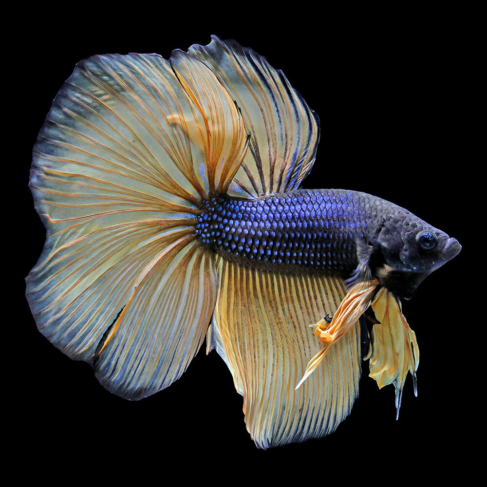 （熱帯魚）一点物　ベタ　ハーフムーン　マスタード（1匹）　北海道・九州航空便要保温