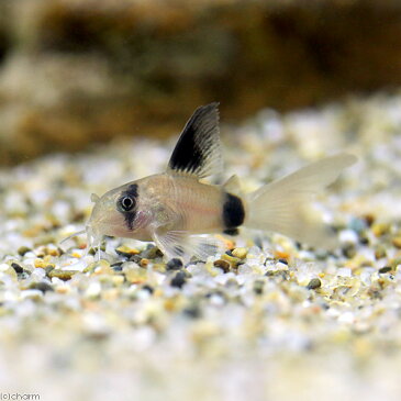 （熱帯魚）コリドラス・パンダ　ロングフィン（1匹）　北海道・九州・沖縄航空便要保温