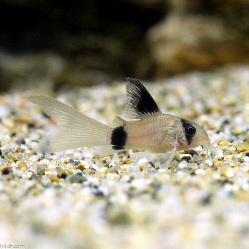 （熱帯魚）コリドラス・パンダ　ロングフィン（1匹）　北海道・九州・沖縄航空便要保温