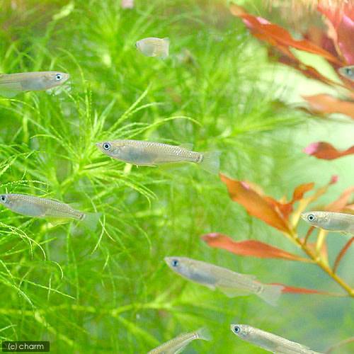 �ʤ�����˹��������12ɤ��