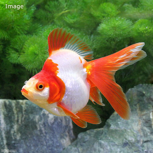 Goldfishes - （国産金魚）飯田琉金　更紗　3歳　9〜12cm（1匹）