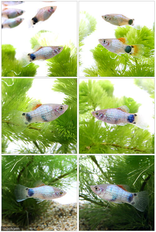 （熱帯魚）ブルー・ミッキーマウスプラティ　（4匹）　北海道航空便要保温