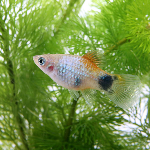 （熱帯魚）ブルー・ミッキーマウスプラティ　（4匹）　北海道航空便要保温