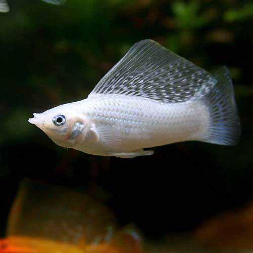 （熱帯魚）プラチナセルフィン・モーリー（1ペア）　北海道・九州航空便要保温