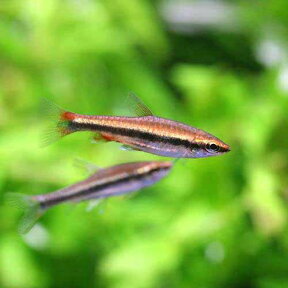 （熱帯魚）ナノストムス・ベックホルディ　レッド（3匹）　北海道・九州航空便要保温