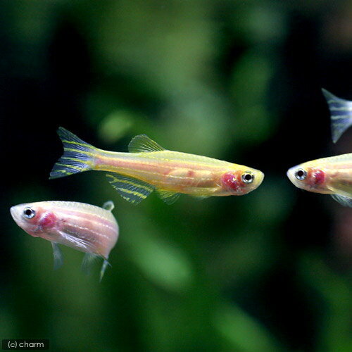 ��Ǯ�ӵ��˥�����ǥ󥼥֥顦���˥���10ɤ�ˡ��̳�ƻ���彣�Ҷ������ݲ�