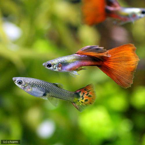 （入荷未定）（熱帯魚）プラチナレッドテール・グッピー（国産グッピー）（1ペア）　北海道・九州航空便要 ...