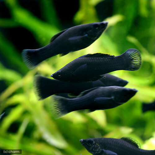 ��Ǯ�ӵ��˥֥�å����⡼�꡼��4ɤ�ˡ��̳�ƻ���彣�Ҷ������ݲ�