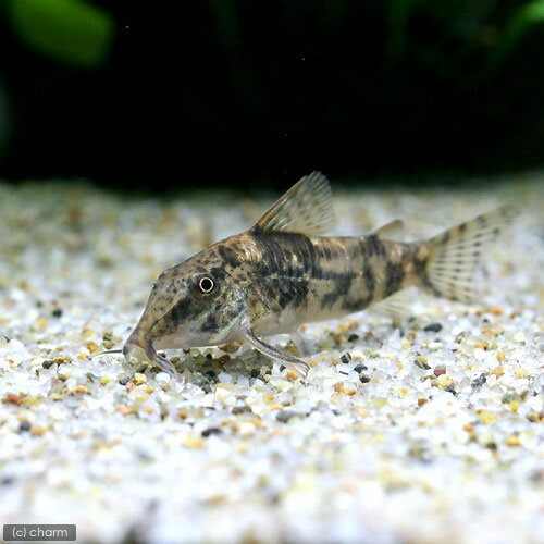 コリドラス・バルバータス北海道・九...