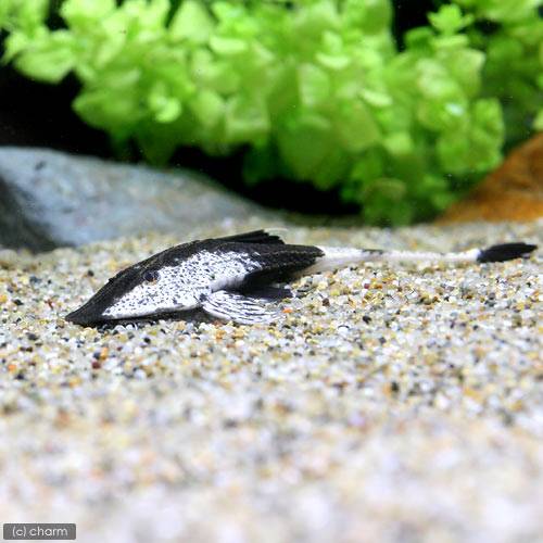 （熱帯魚）カメレオン・ロリカリア（1匹）　北海道・九州航空便要保温