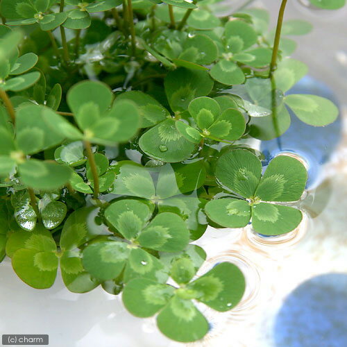 （ビオトープ）水辺植物　メダカの