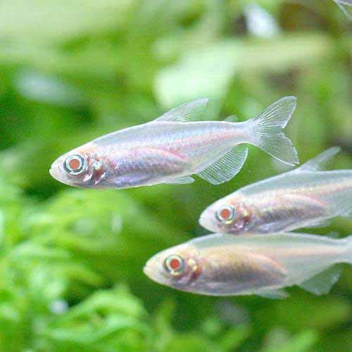 （熱帯魚）アルビノコンゴテトラ（3匹）　北海道・九州航空便要保温