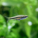(熱帯魚)ネオレビアス・フィリッペイ(ワイルド)(1匹) 北海道航空便要保温