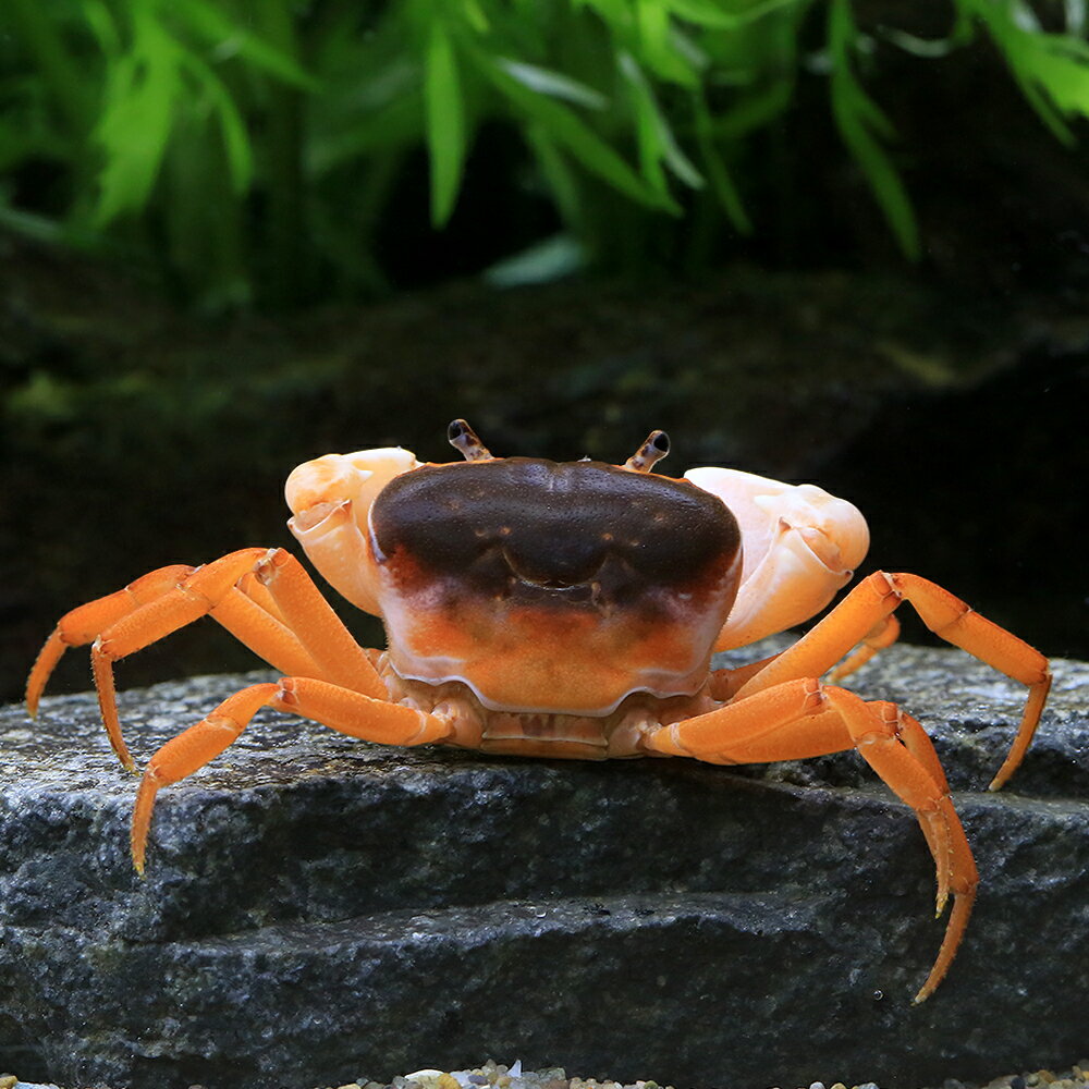 �ʥ��ӡ����ˡ˥��塞�ˡ��ۥ磻�ȥ������1ɤ�ˡ��̳�ƻ�Ҷ������ݲ�