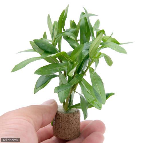（水草）ライフマルチ（茶）イエローアマニア（水上葉）（無農薬）（1個）