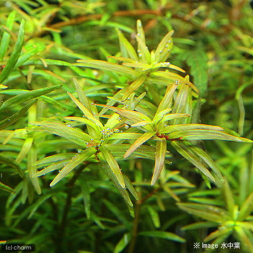 �ʿ���˥饤�եޥ������˥�����sp������ʥߥ��ʿ���աˡ�̵�����ˡ�1�ġ�