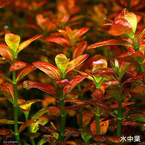 （水草）ライフマルチ（茶）アラグアイア　レッドロタラ（水上葉）（無農薬）（1個）