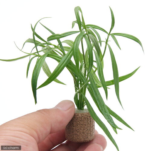 （水草）ライフマルチ（茶）ケニオイグサsp　オレンジ（水上葉）（無農薬）（1個）