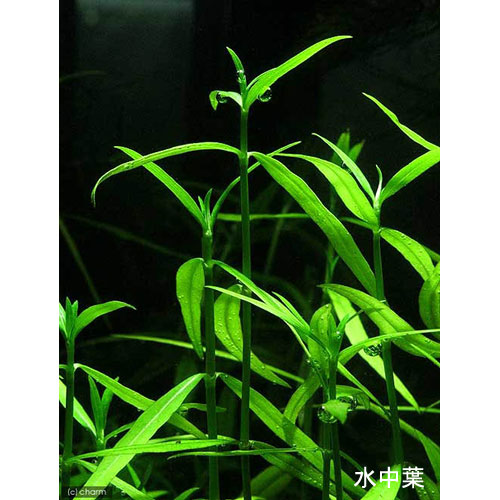 （水草）ライフマルチ（茶）ケニオイグサsp　オレンジ（水上葉）（無農薬）（1個）