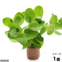 (水草)ライフマルチ(茶)イエローバコパ(水上葉)(無農薬)(1個)