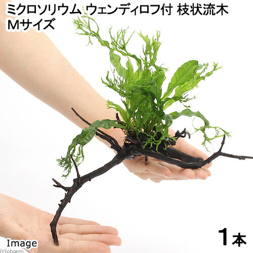 （水草）ミクロソリウム　ウェンディロフ　枝状流木　Mサイズ（20cm～）（1本）