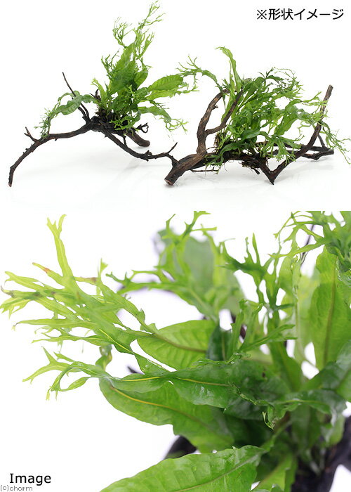 �ʿ���˥ߥ������ꥦ�ࡡ������ǥ����ա��޾�ή�ڡ�M��������20cm���ˡ�1�ܡ�