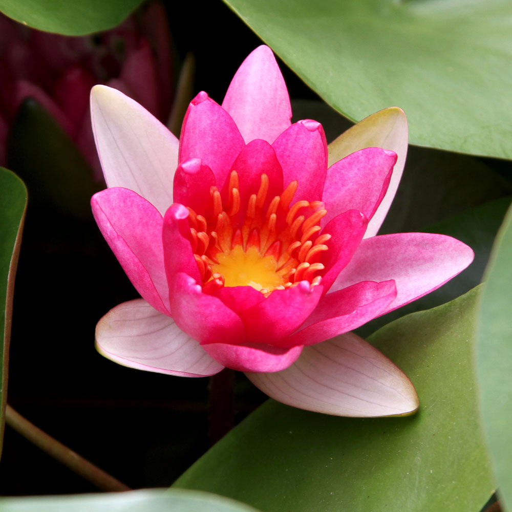 （ビオトープ）睡蓮　温帯性睡蓮（スイレン）（赤）　アトロプルプレア　Atropurpurea　（1ポット）（休眠状態）