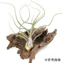 (観葉植物)エアープランツ チランジア プセウドベイレイ(ジュードベイレイ)(1株)