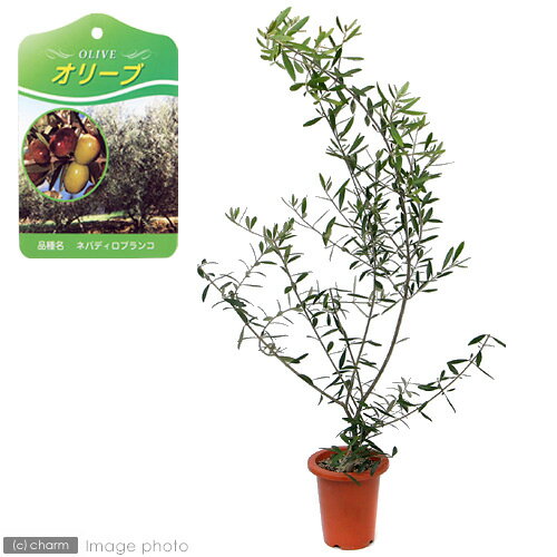 オリーブ （観葉植物）果樹苗　オリーブの木　ネバディロブランコ　5～6号（1鉢）　家庭菜園【HLS_DU】