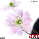 (山野草)ユキワリソウ(雪割草) 桃色 標準花 2.5号(3ポット)