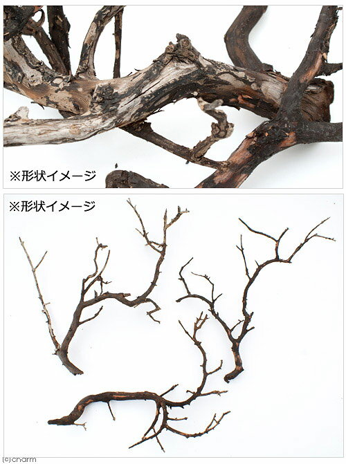 ������Ǥ�����ѹ��ߺѤߡ��˾�ή�ڡ�L����������30��45cm�ˡ�1�ܡ��������ꥦ�ࡡ�쥤�������Ǻࡡή�ڡ�����������