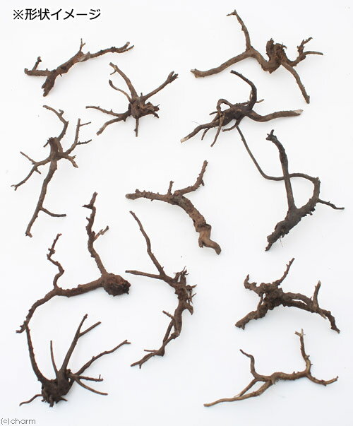 ������Ǥ�����ѹ��ߺѤߡ��˾�ή�ڡ�S����������10��20cm�ˡ�3�ܡ��������ꥦ�ࡡ�쥤�������Ǻࡡή�ڡ�����������