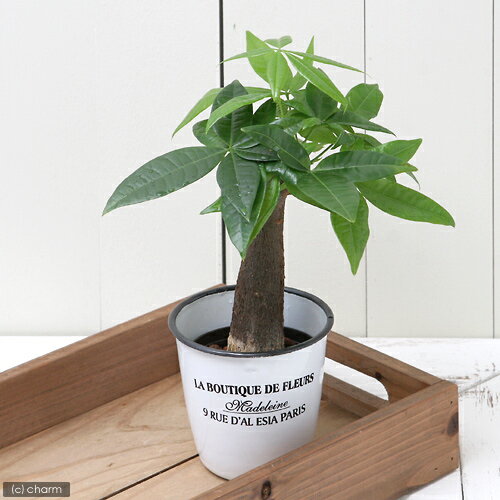 （観葉植物）ハイドロ苗9φ・Lサイズ パキラ（1ポット）