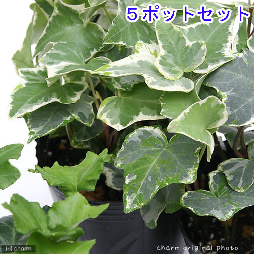 観葉植物 ヘデラ アイビー 品種おまかせ 3号 5ポット 【HLS_DU】
