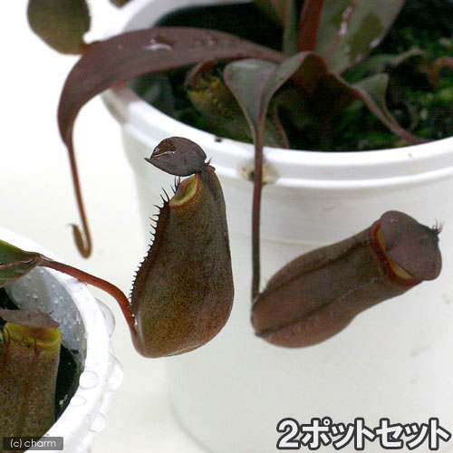 （食虫植物）ウツボカズラ　ネペンテス　レッドアラタ（2ポットセット）【HLS_DU】