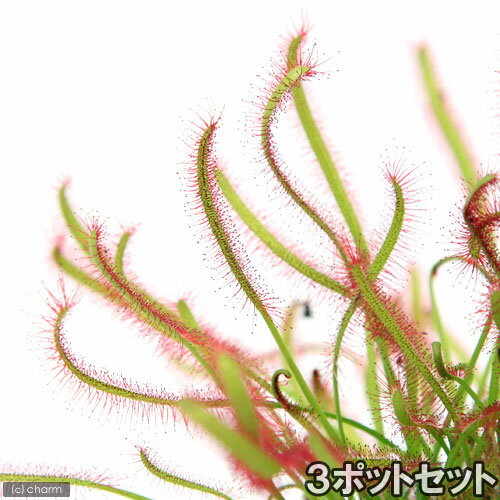 （食虫植物）モウセンゴケ　アフリカナガバモウセンゴケ（ドロセラ　カペンシス）　赤花　2．5～3号（3..