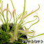 (食虫植物)モウセンゴケ アフリカナガバモウセンゴケ(ドロセラ カペンシス)白花 2.5〜3号(2ポット) 1,730円