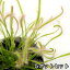 (食虫植物)モウセンゴケ アフリカナガバモウセンゴケ(ドロセラ カペンシス)白花 2.5〜3号(5ポット) 3,780円