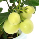 (観葉植物)野菜苗 ペピーノ 6号(1鉢) 家庭菜園