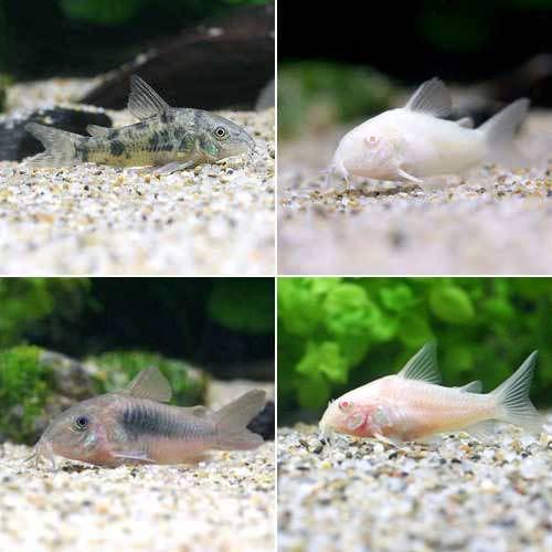 （熱帯魚）ビギナー向けおまかせコ